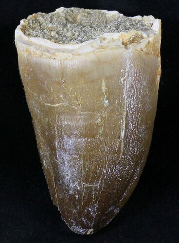 Large Mosasaur (Prognathodon) Tooth #21512